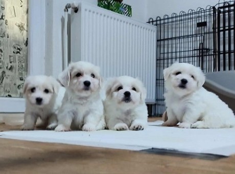 1 coton de tulear ap0925.jpg